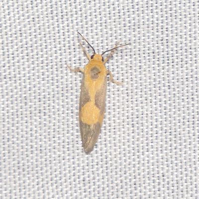One-Banded Lichen Moth