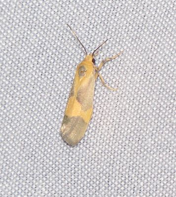 One-Banded Lichen Moth