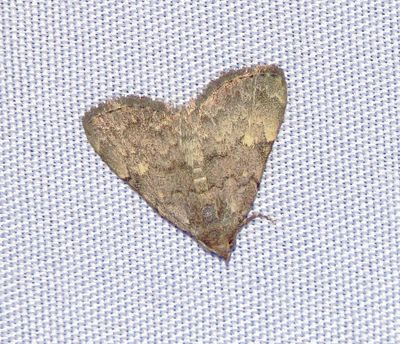 Common Idia Moth