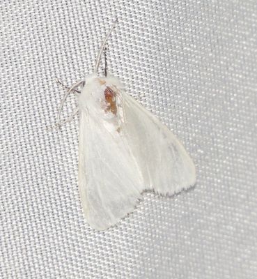 Tiger Moth Species