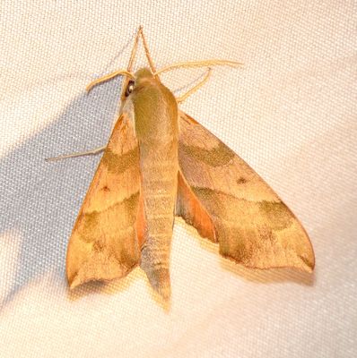 Virginia Creeper Sphinx Moth
