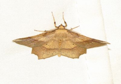Deep Yellow Euchlaena Moth