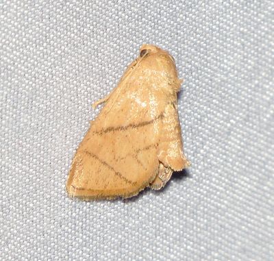 Yellow-Collared Slug Moth