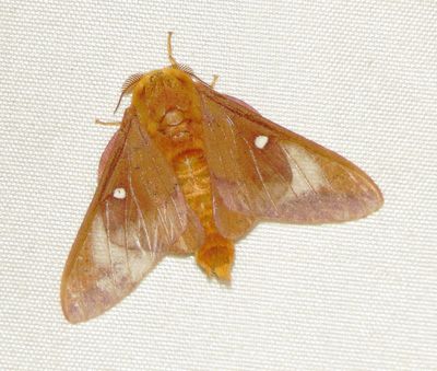 Texas Pink-Striped Oakworm Moth