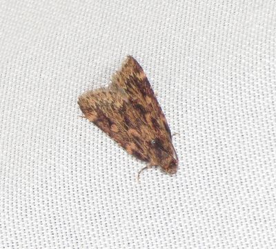 Grease Moth