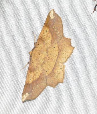Deep Yellow Euchlaena Moth