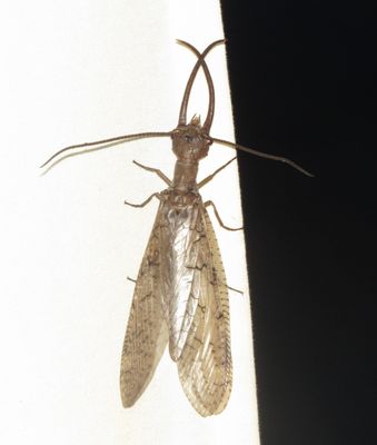 Eastern Dobsonfly