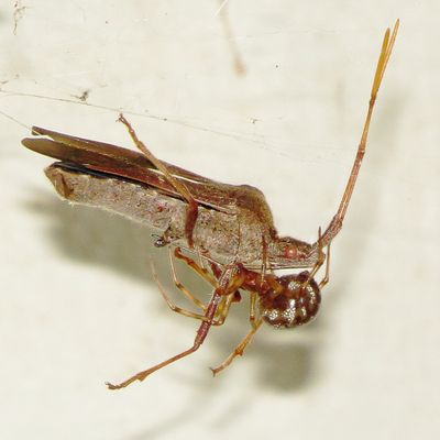 Triangulate Combfoot