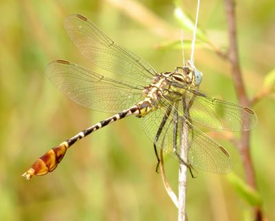Flag-Tailed Spinyleg