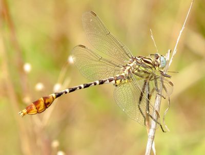 Flag-Tailed Spinyleg