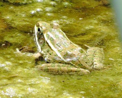 Plains Leopard Frog