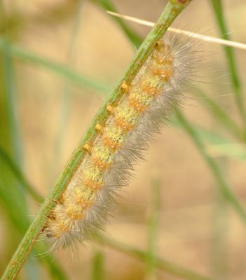 Salt Marsh Moth Caterpillar