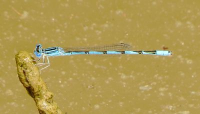 Double-Striped Bluet