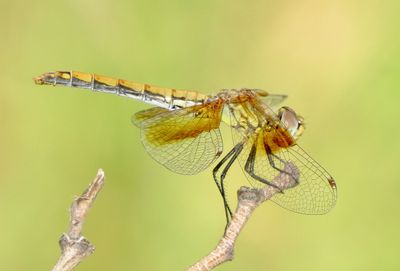 Band-Winged Meadowhawk
