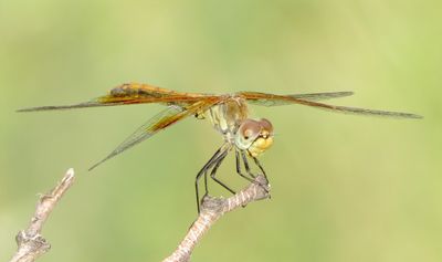 Band-Winged Meadowhawk