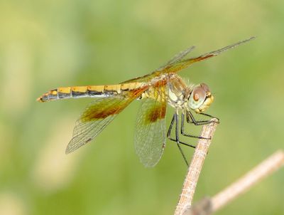 Band-Winged Meadowhawk