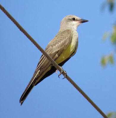 Western Kingbird