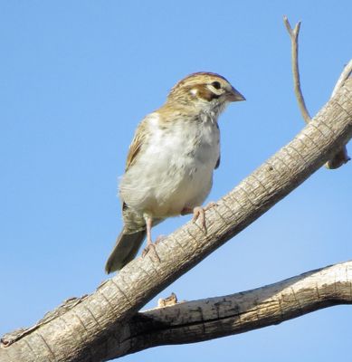 Lark Sparrow