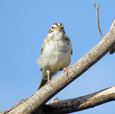 Lark Sparrow