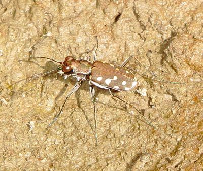 Western Red-Bellied Tiger Beetle