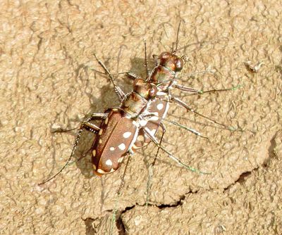 Western Red-Bellied Tiger Beetle