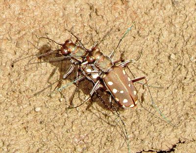 Western Red-Bellied Tiger Beetle