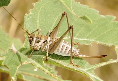 Genus Pediodectes