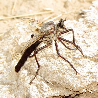 Giant Gray Robber Fly