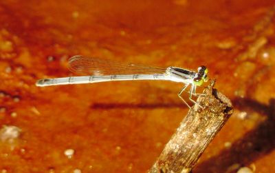 Forktail Species