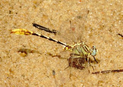 Sulphur-Tipped Clubtail