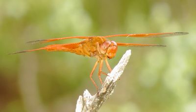 Flame Skimmer