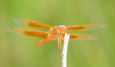 Flame Skimmer