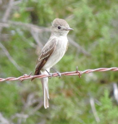 Western Wood Pewee