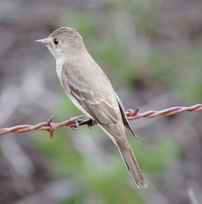 Western Wood Pewee