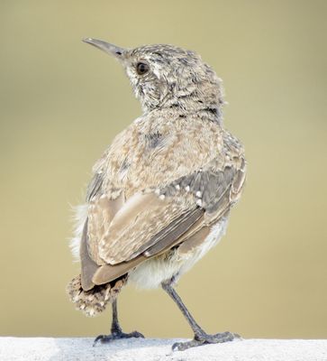 Rock Wren