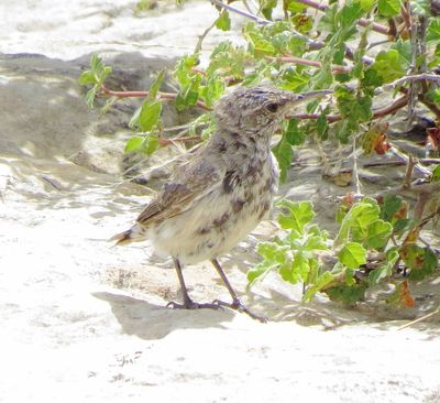Rock Wren