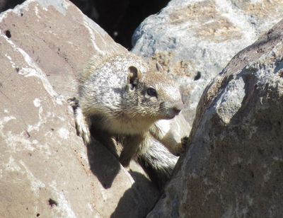 Rock Squirrel