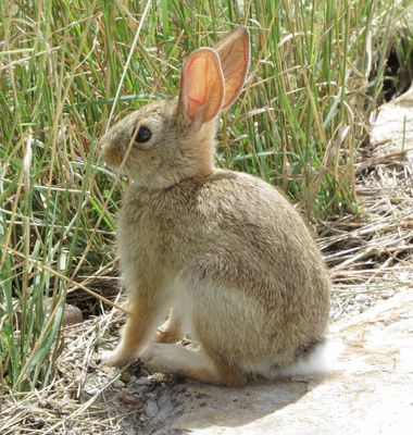 Cottontail Rabbit Species