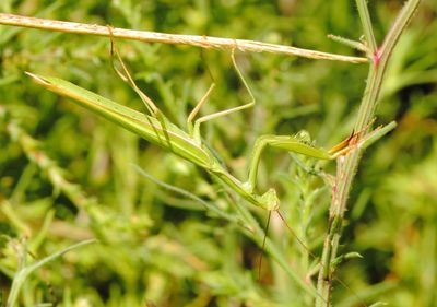 European Mantis