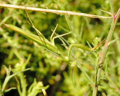 European Mantis