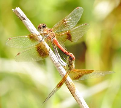 Band-Winged Meadowhawk