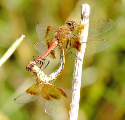 Band-Winged Meadowhawk