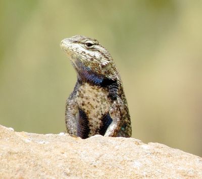 Prairie Lizard