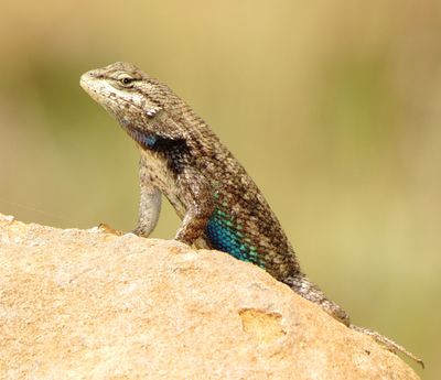 Prairie Lizard