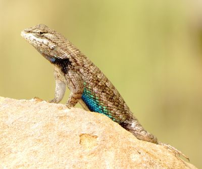 Prairie Lizard