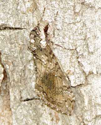 Carolina Sphinx
