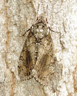 Carolina Sphinx