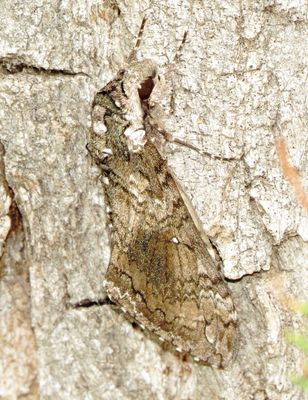 Carolina Sphinx