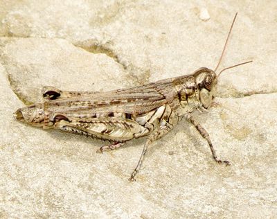 Juniper Grasshopper