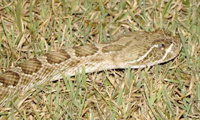 Prairie Rattlesnake